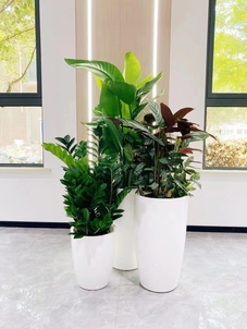 速看！宁波余姚花木租赁方案超有料！