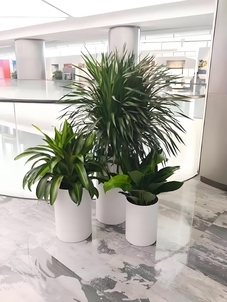 海曙植物出租方案